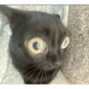  cat 7