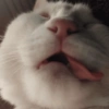 Gatos caóticos e fofos 🤣😻 6