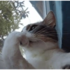 GATINHOS 7