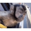 Monkys 3000 🐒 27