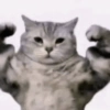 Pack of cats 11