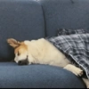 Cachorro Silveira 12