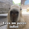 Eres un perro infiel