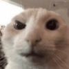 Gatos memes 16