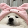 Bichinhos para o seu chat 🐱🐈🐕🐶 29