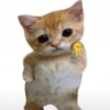 Gatos memes 26