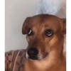 Reações dogs 🐾 13