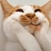 Gatos🐱 13