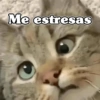 🧿 Anima tu chat😂😋 14