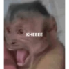 Monkys 3000 🐒 20