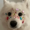 Bichinhos para o seu chat 🐱🐈🐕🐶 20