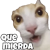 Perro y gato 5