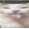 GATINHOS 14