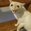 Kucing Lucu 8