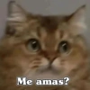 🧿 Anima tu chat😂😋 16