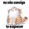 Gatos cantadas 9