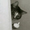 Gatos memes 22
