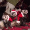 Animais de Natal 2🎄 21