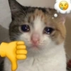 Gatos Random 🐈‍⬛ XDXD 🤣 13