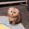 Gatitos Random 🤩 12