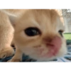 Hungry Lick
