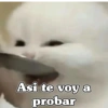 🧿 Anima tu chat😂😋 20