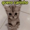 Gatinhos Fofinhos😻 8