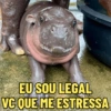 MOO DENG MEMES 🦛 16