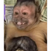 Monkys 3000 🐒 24