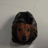 Perros salchicha 2.0 5