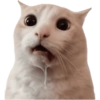 KUCING REACTION  6