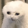 Gatitos Random 🤩 16