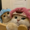 🐈Gatitos Super Cute 💛💟 15