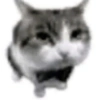 Gatinhos 4k ultra hd 6