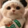 🐈Gatitos Super Cute 💛💟 12