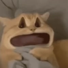 📌🌈🐈✨️Gatos Funny Mood✨️🐈‍⬛🌈 9