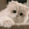 Bichinhos para o seu chat 🐱🐈🐕🐶 22