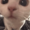 Gatitos Random 🤩 7
