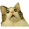 Gatos 7