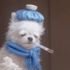 White tired dog 10