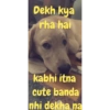 Dekh kya rha hai kabhi itna cute banda nhi dekha na
