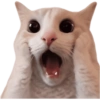 KUCING REACTION  5