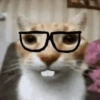 Dilo con gatos 7