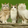 Meowl 🐱🦉 11