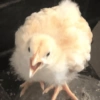 Galinha Fofa Reações 🐔 27