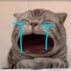 SAD CATT😿😿😭 15
