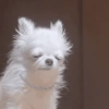 White tired dog 5