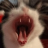 REAGE DE GATIN 9