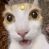 Random Cat 🐱💥 5