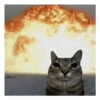 Meme gato 7